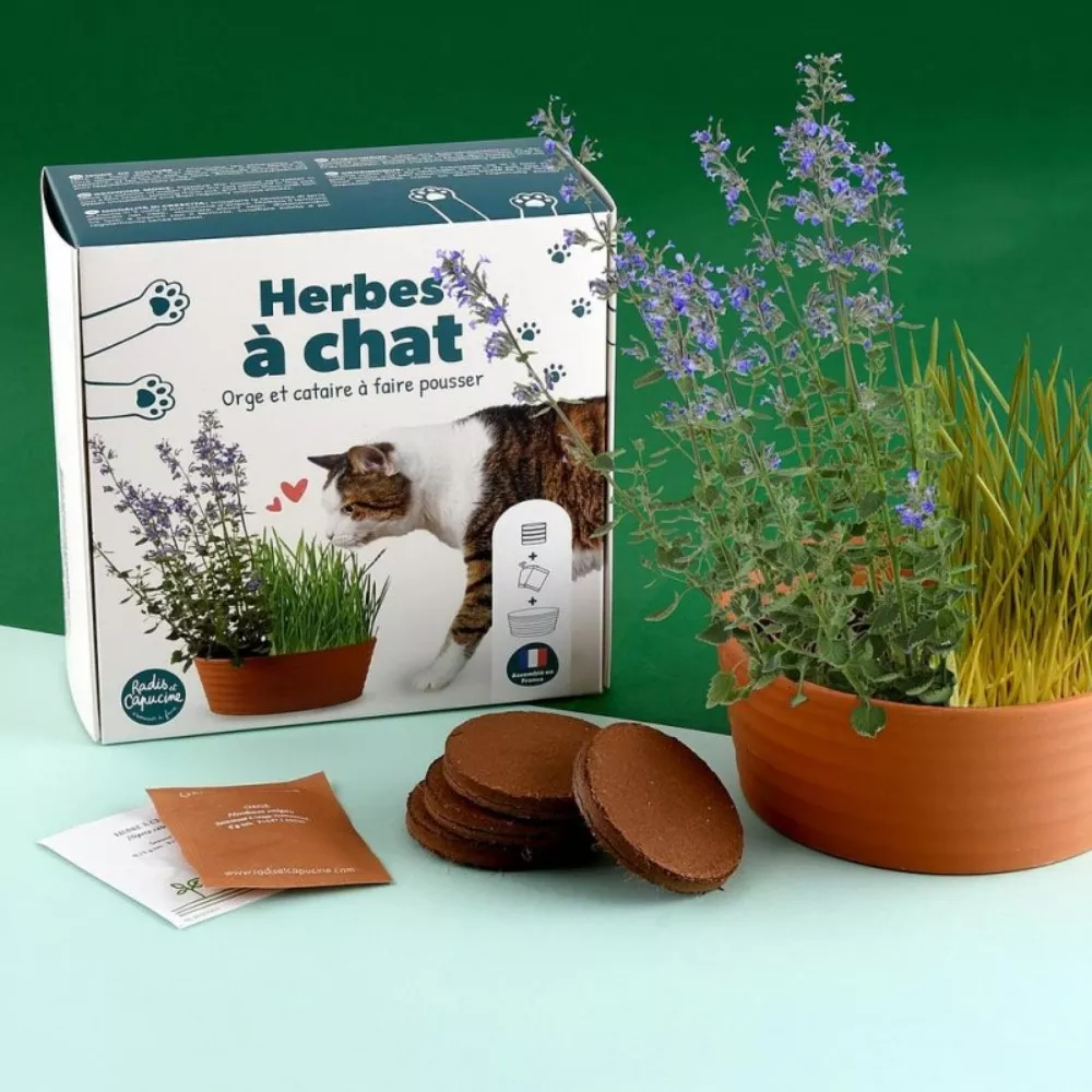 Katzengras-Set